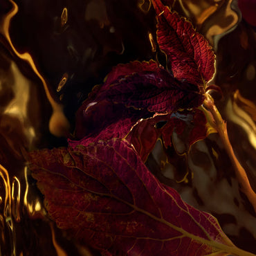 Patchouli Ardent - Eau de Parfum