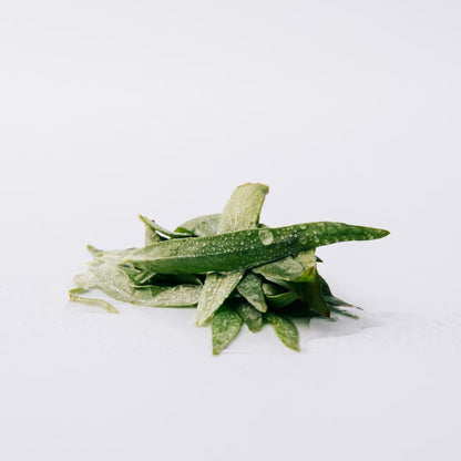 Esencia Eau De Parfum
