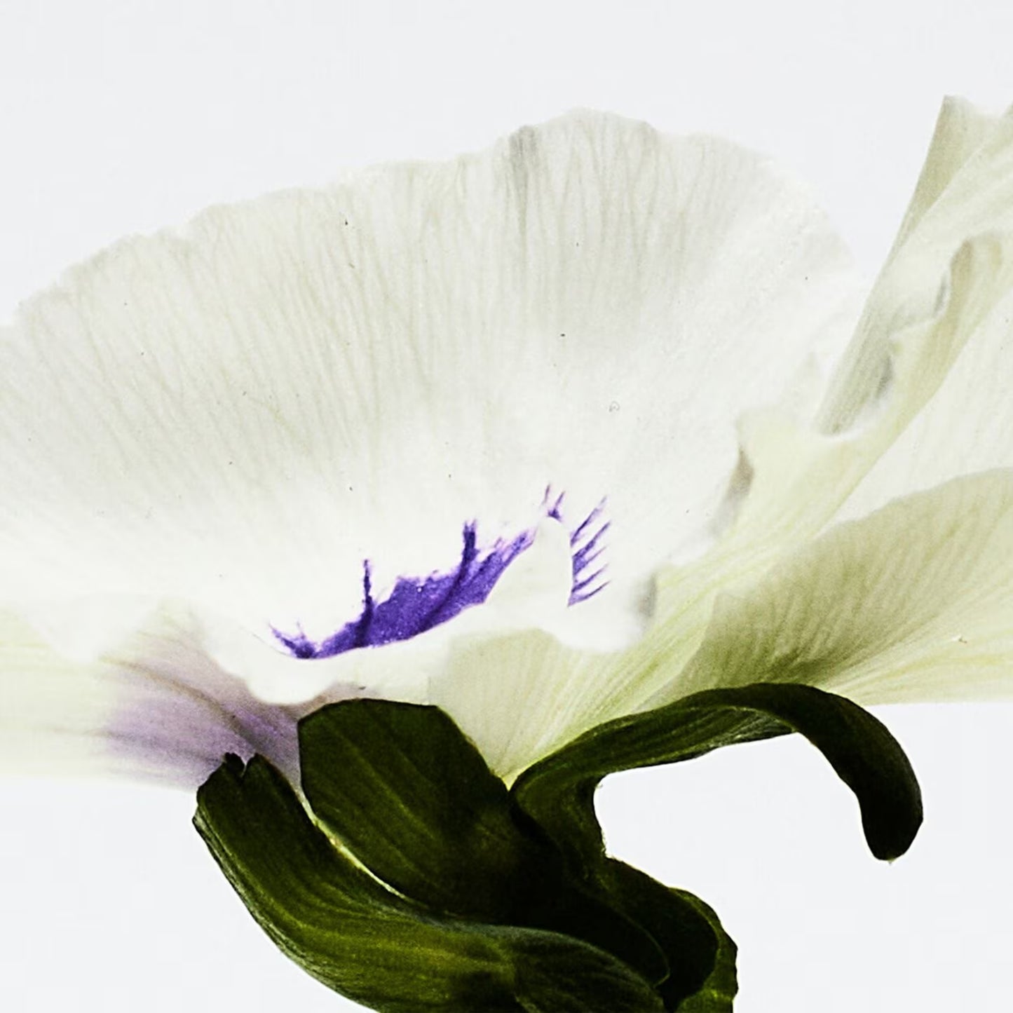 Aire Anthesis Eau de Parfum