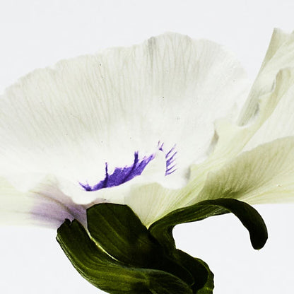 Aire Anthesis Eau de Parfum