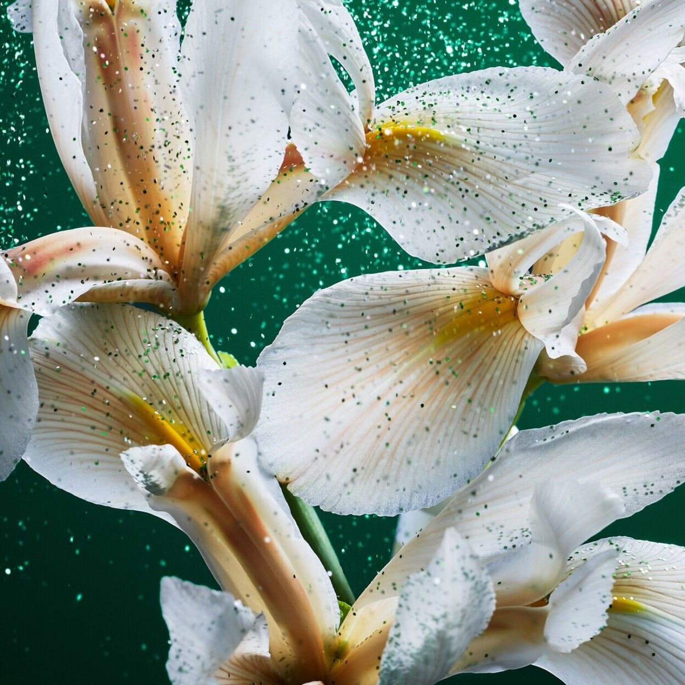 Emerald Musk Eau de Parfum